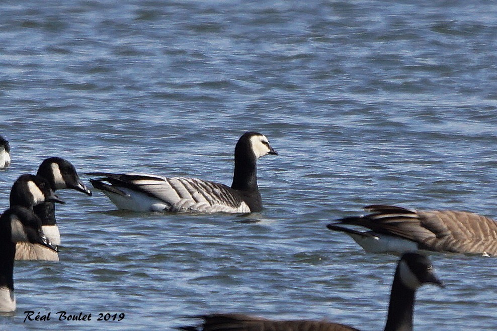 Barnacle Goose - Réal Boulet 🦆