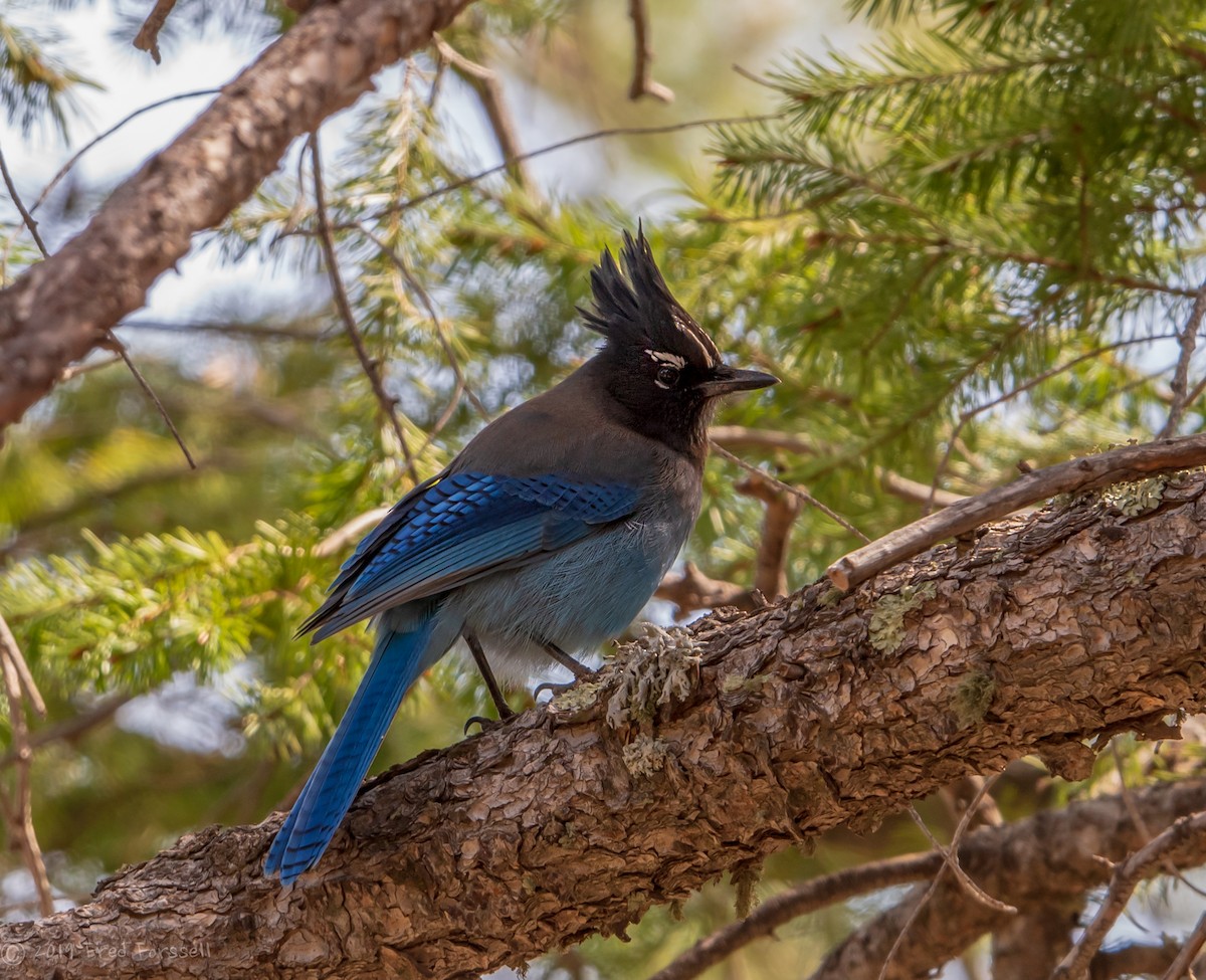 Steller's Jay - ML148565281