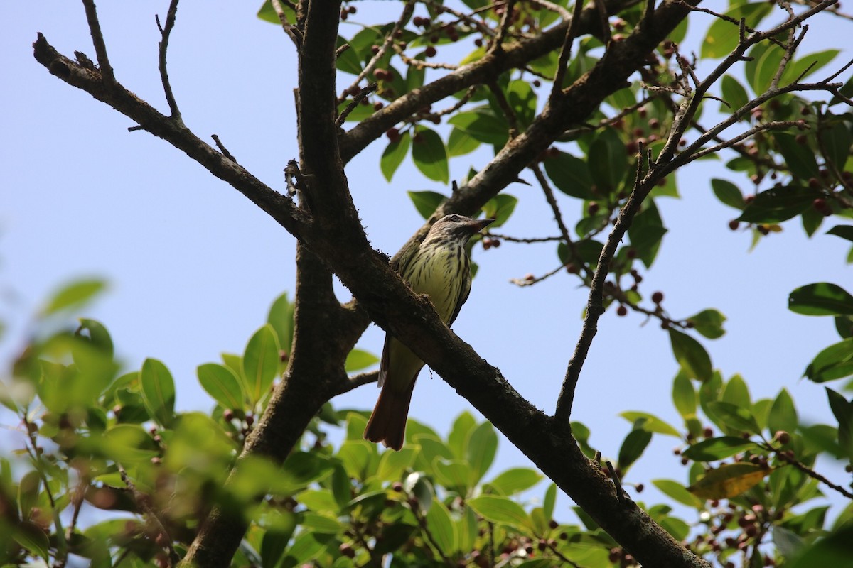Sulphur-bellied Flycatcher - ML148565751