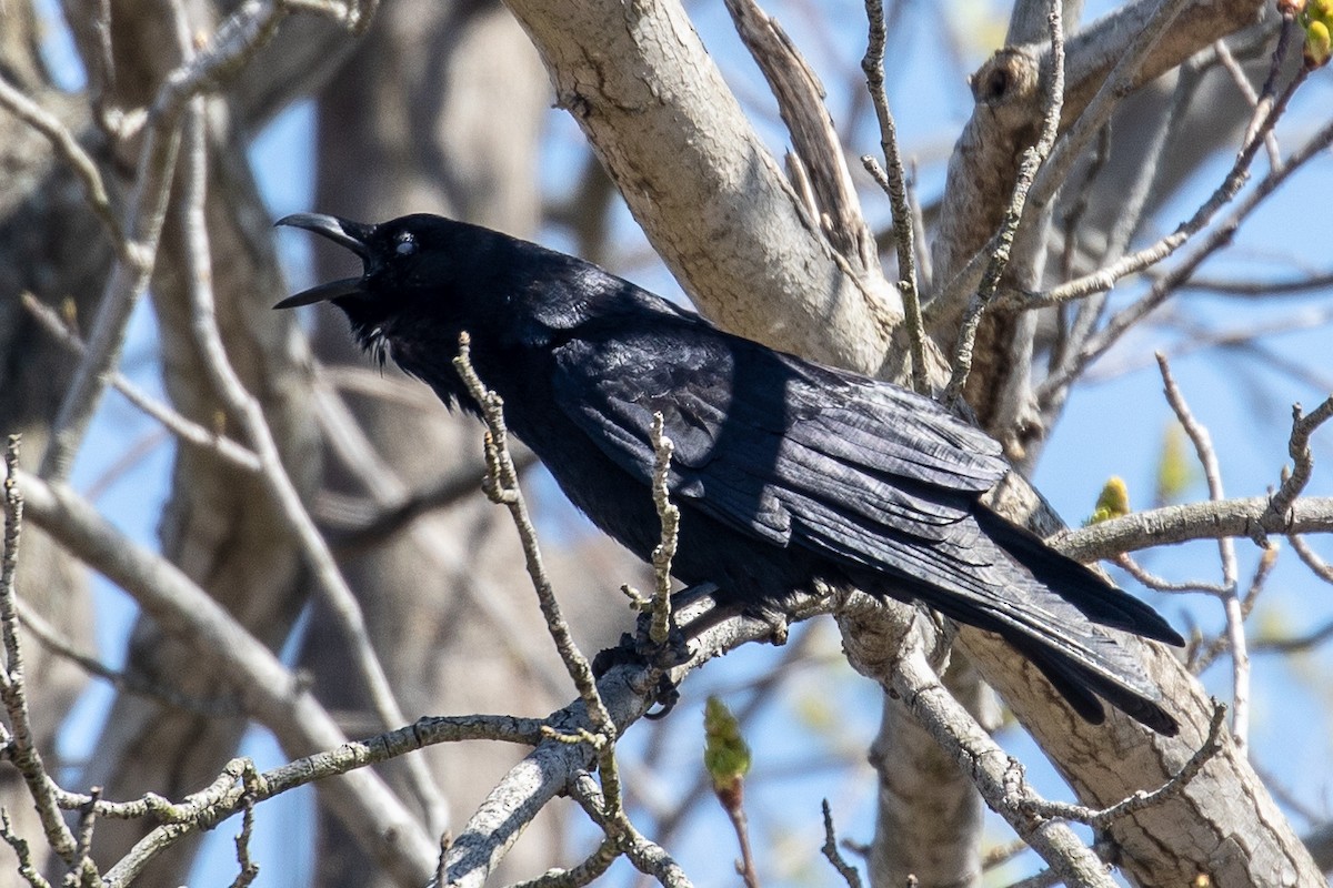 Fish Crow - ML148570471