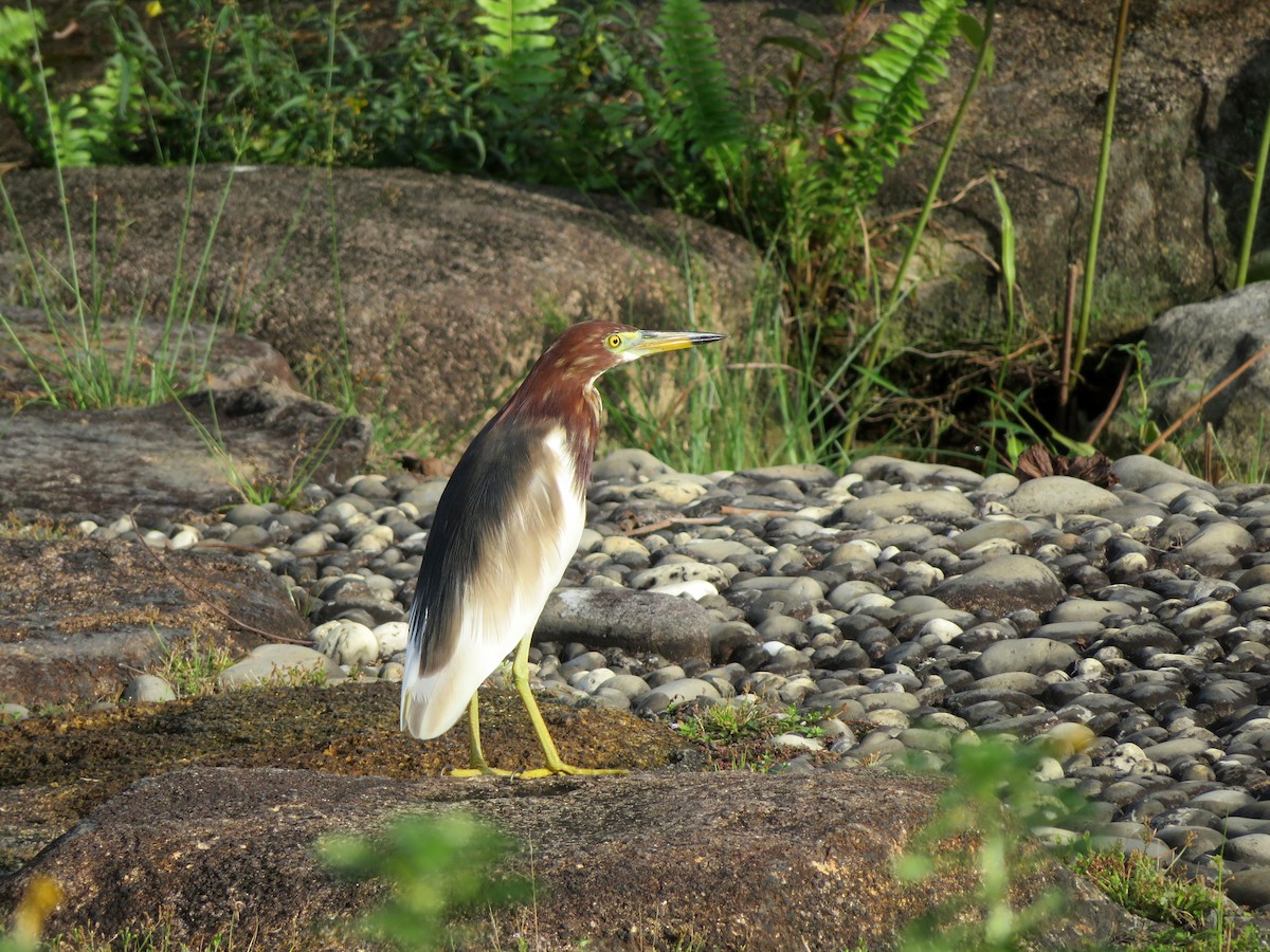 Chinese Pond-Heron - ML148570511