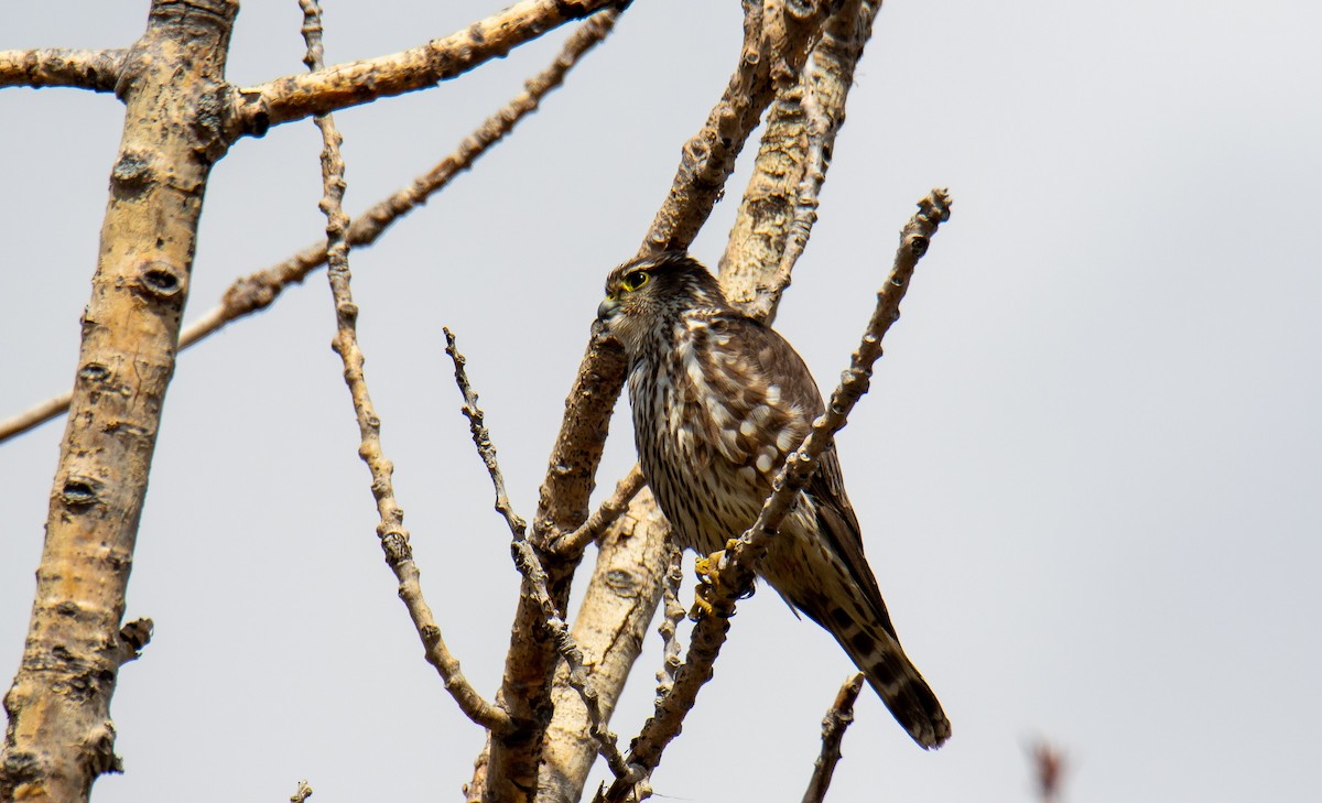 Faucon émerillon (columbarius) - ML148572161