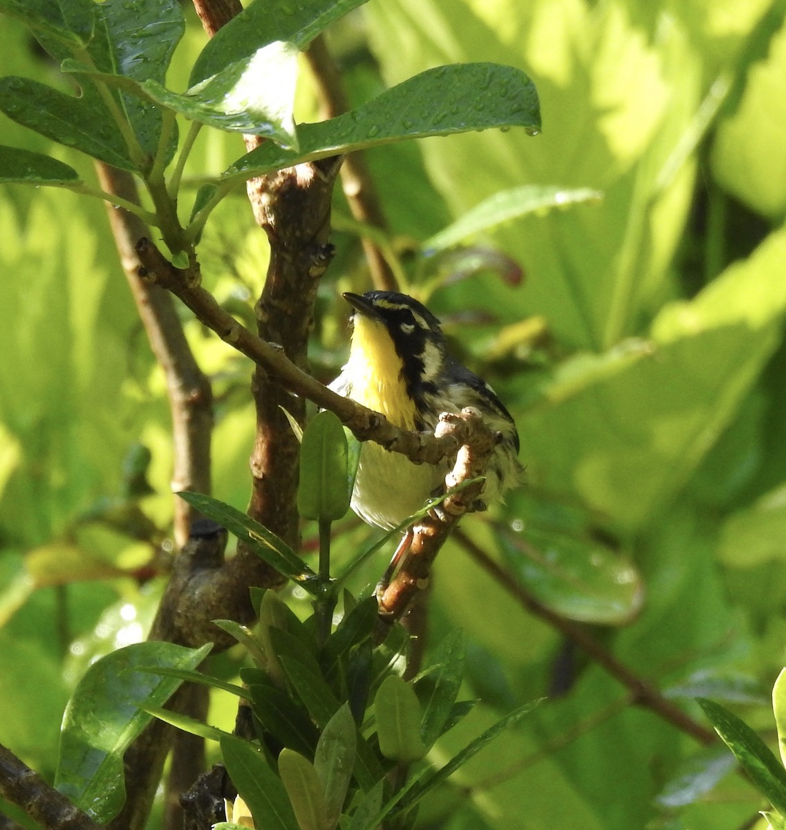 Yellow-throated Warbler - Erika Gates