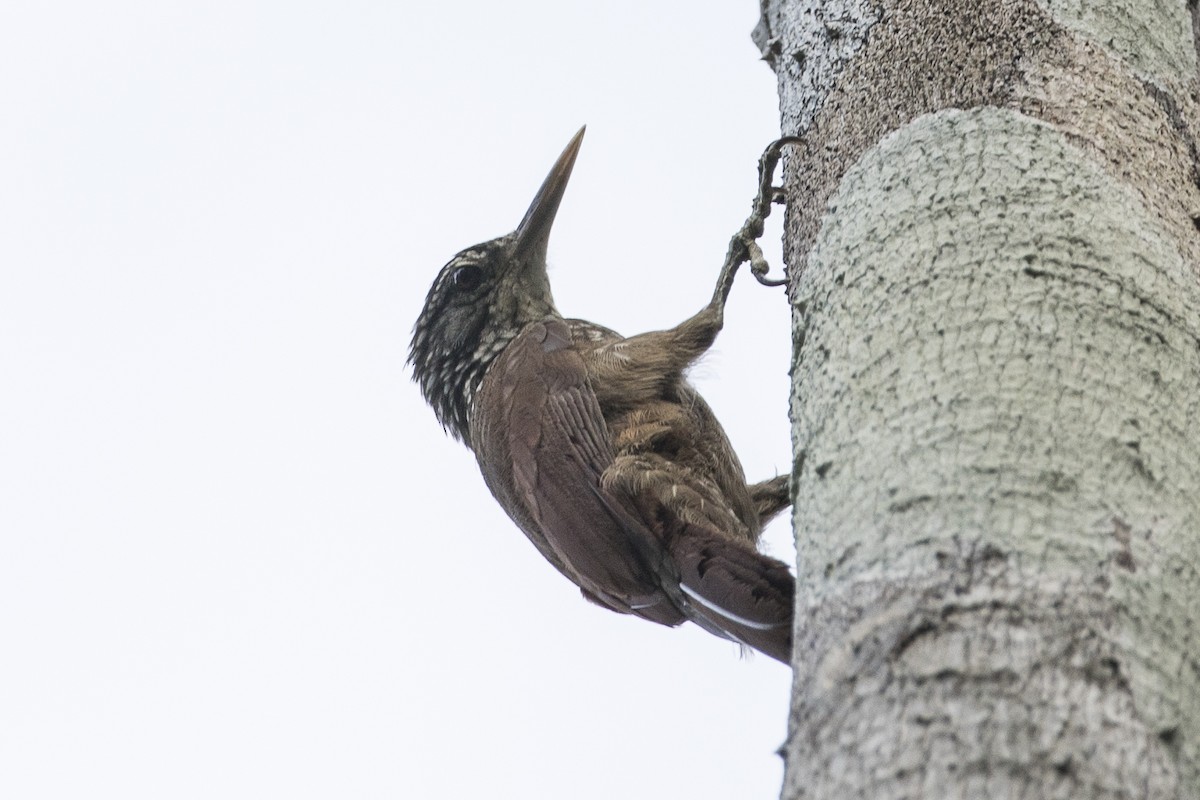 Striped Woodcreeper - Robert Lockett