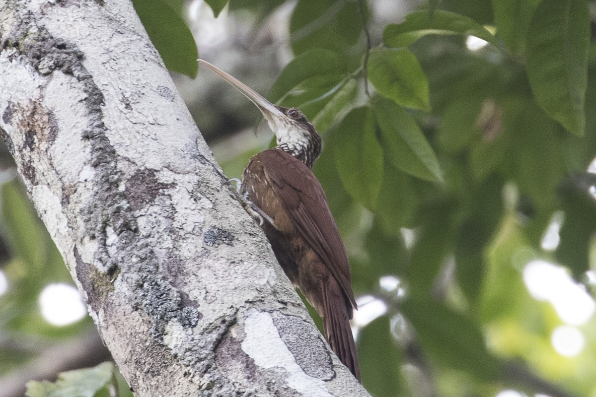 Long-billed Woodcreeper - Robert Lockett