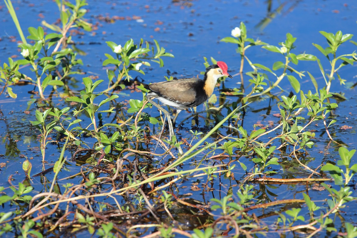 Comb-crested Jacana - ML148575371