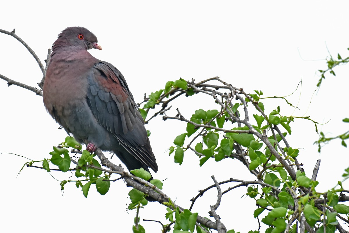 Pigeon à bec rouge - ML148575541