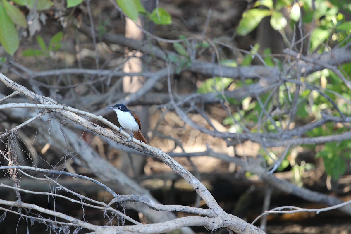 Shining Flycatcher - ML148576851