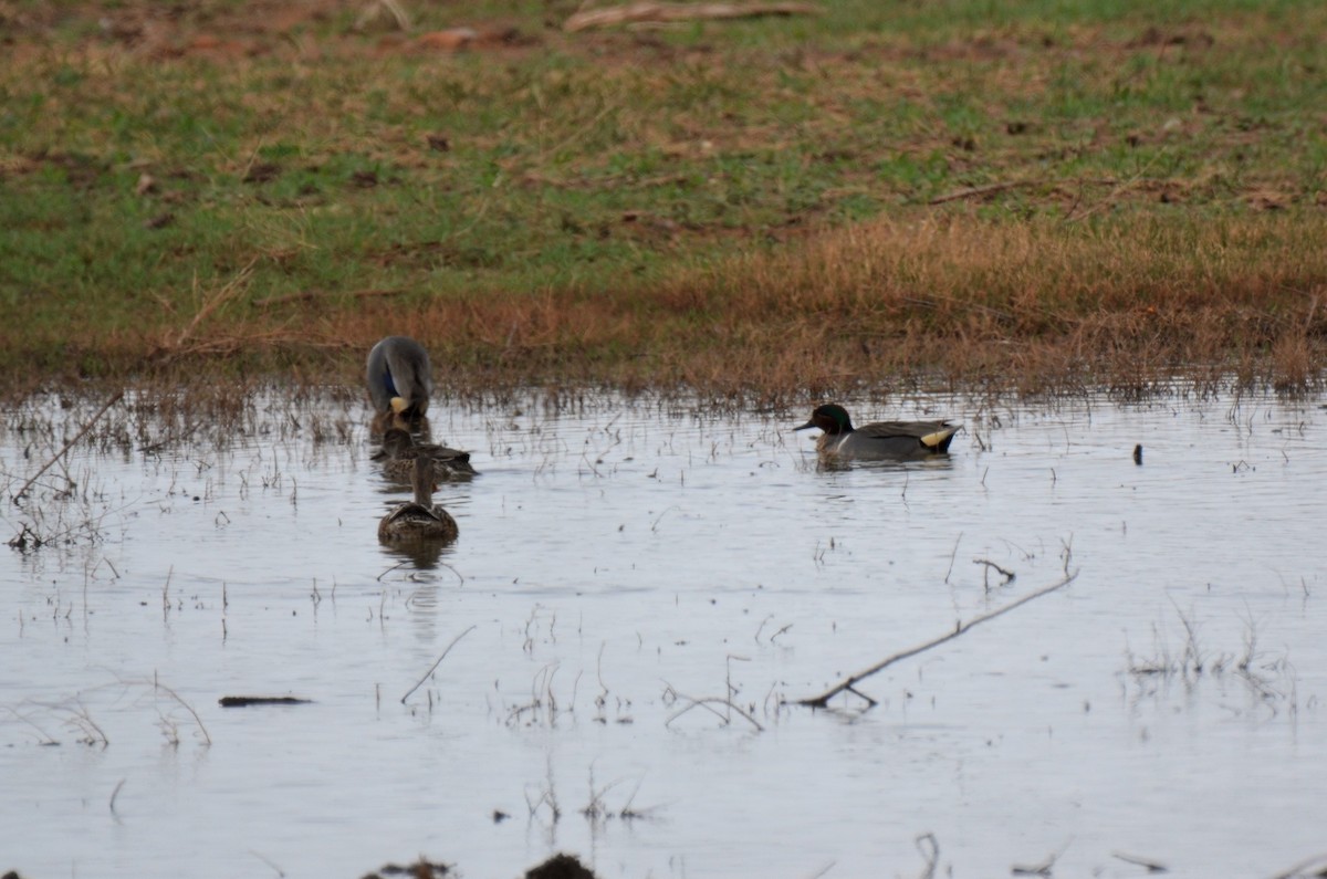 Green-winged Teal (American) - ML148577971