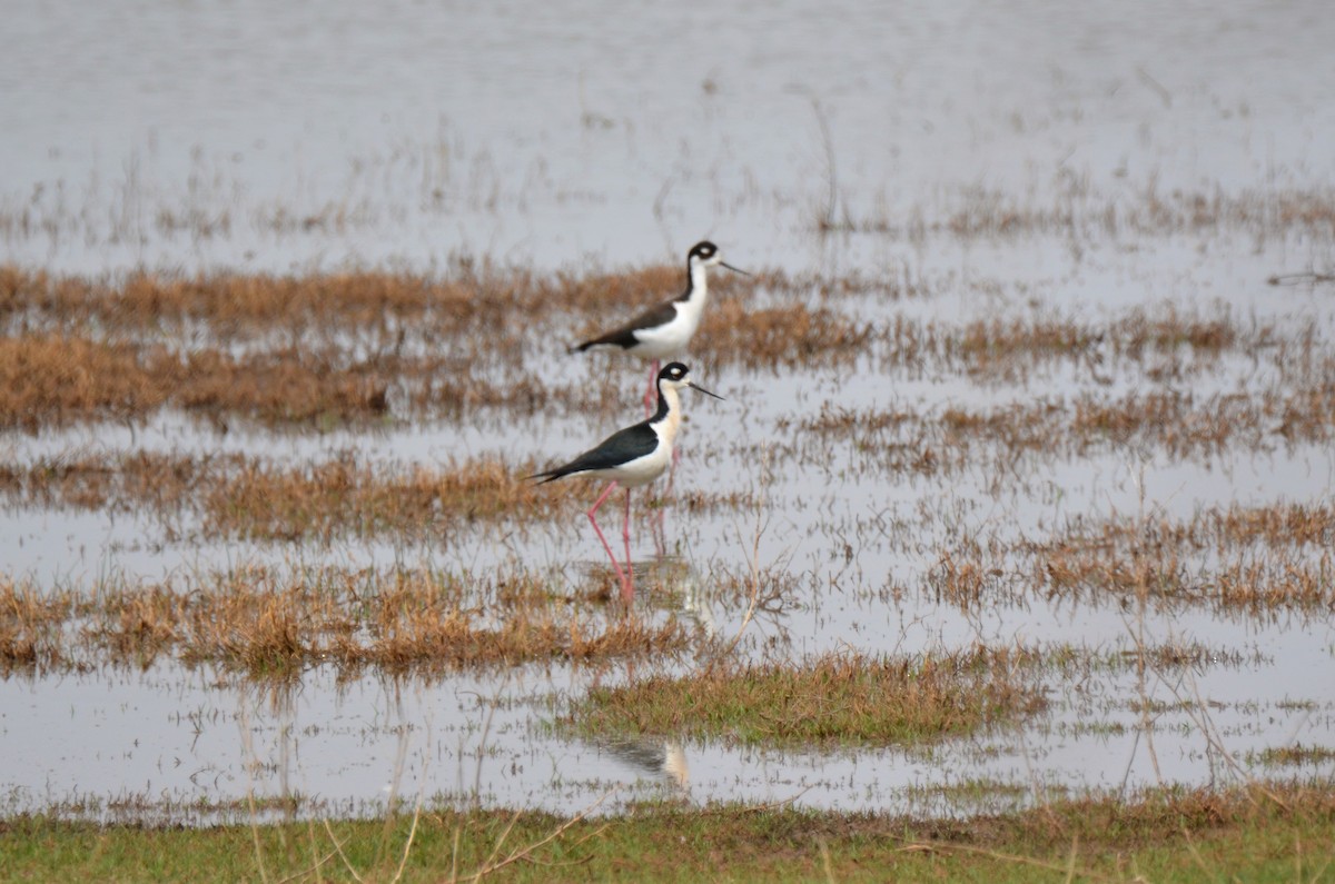 Black-necked Stilt - ML148578651
