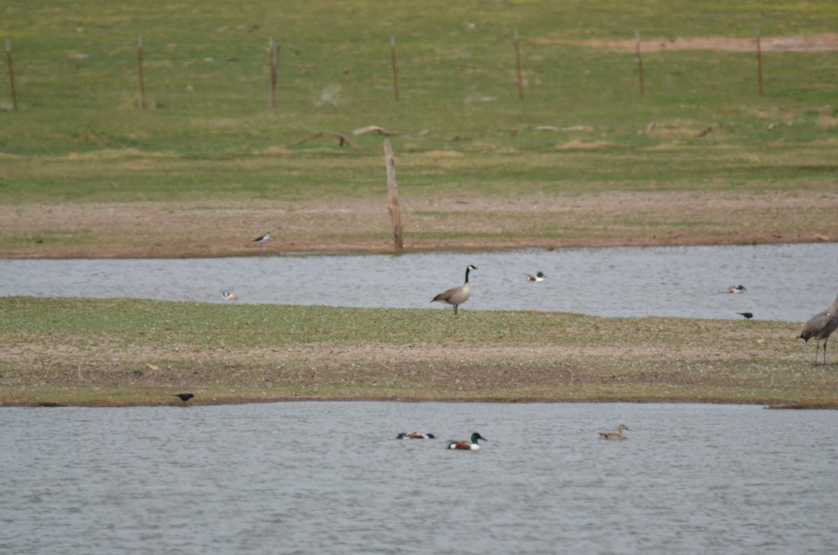 Canada Goose - ML148579661