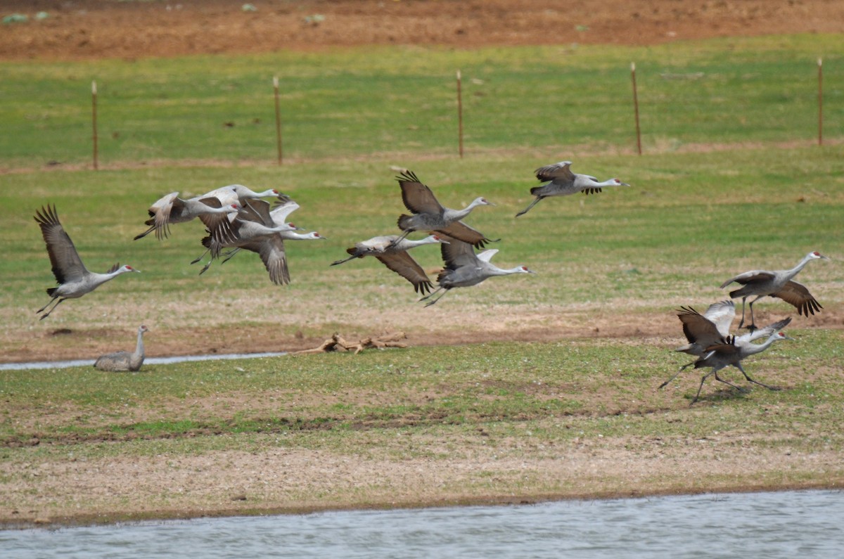 Sandhill Crane - ML148580031