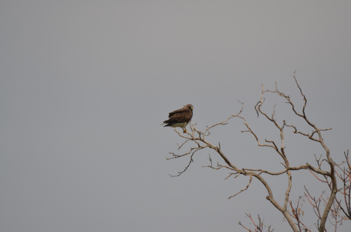 Swainson's Hawk - ML148580481