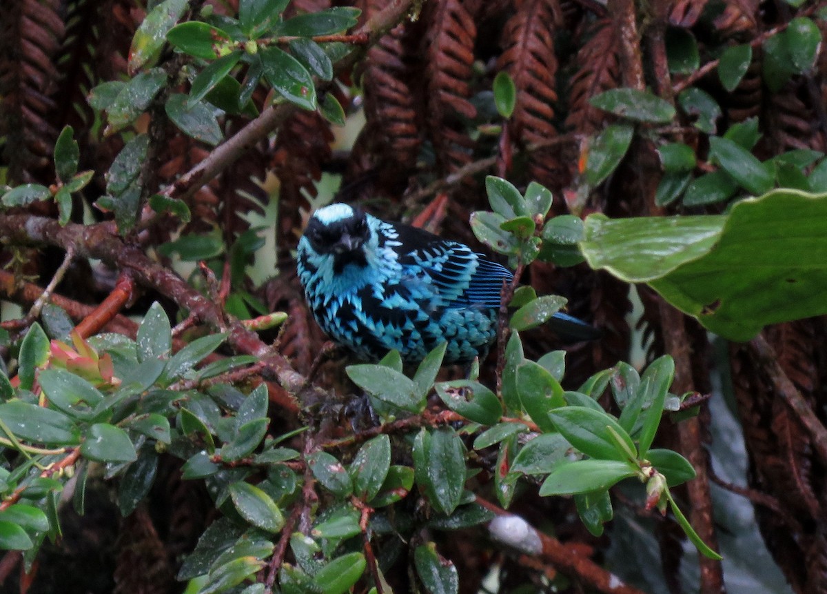 Beryl-spangled Tanager - Iván Lau