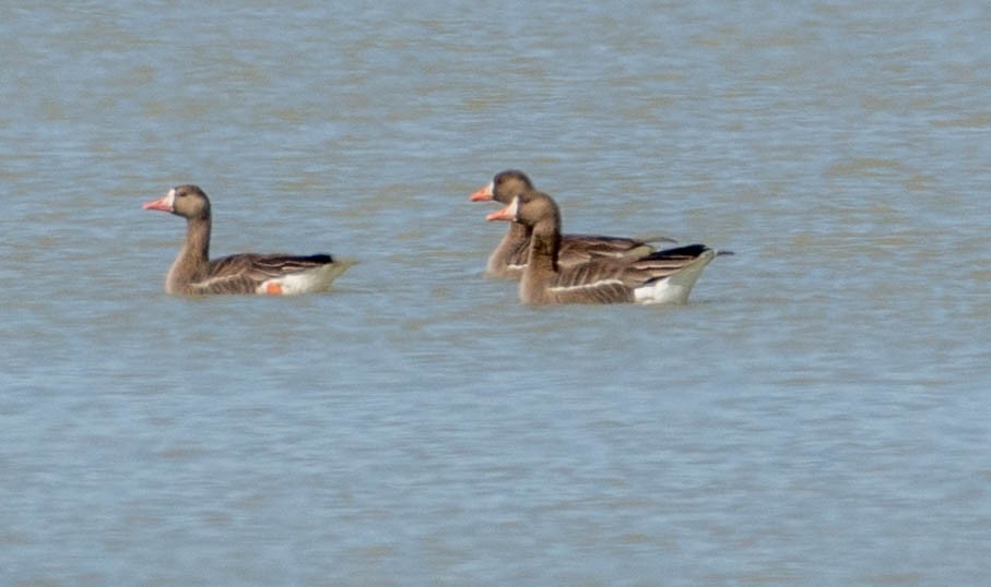 Greater White-fronted Goose - Robert Bochenek