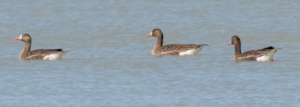 Greater White-fronted Goose - Robert Bochenek