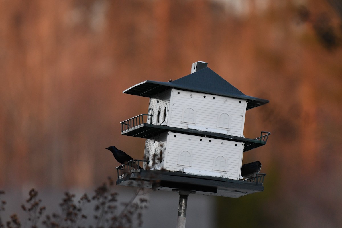 Purple Martin - ML148582061