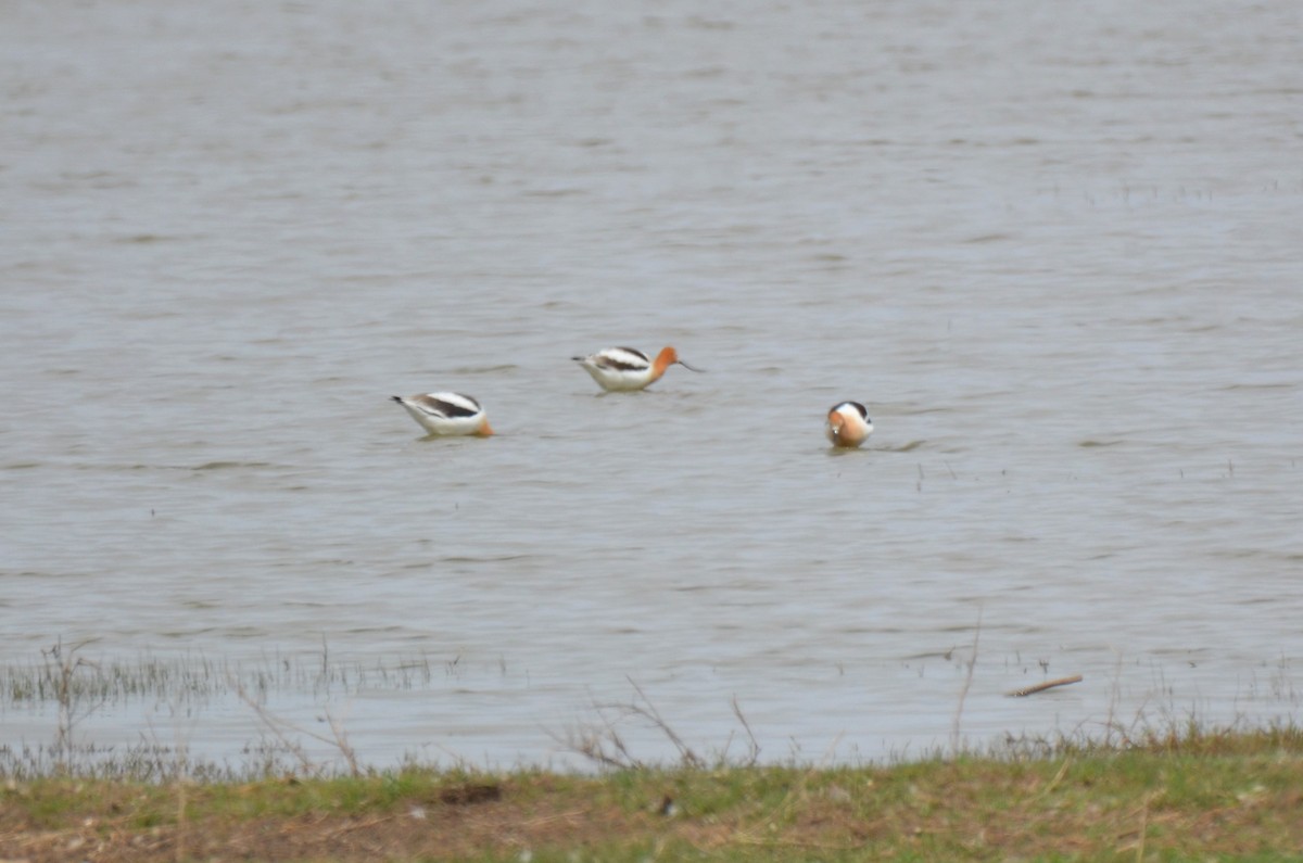 American Avocet - ML148582441