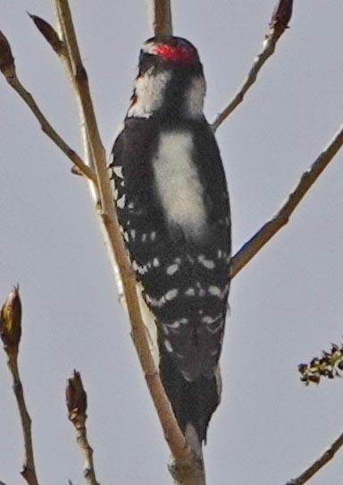 Downy Woodpecker - lynda fenneman