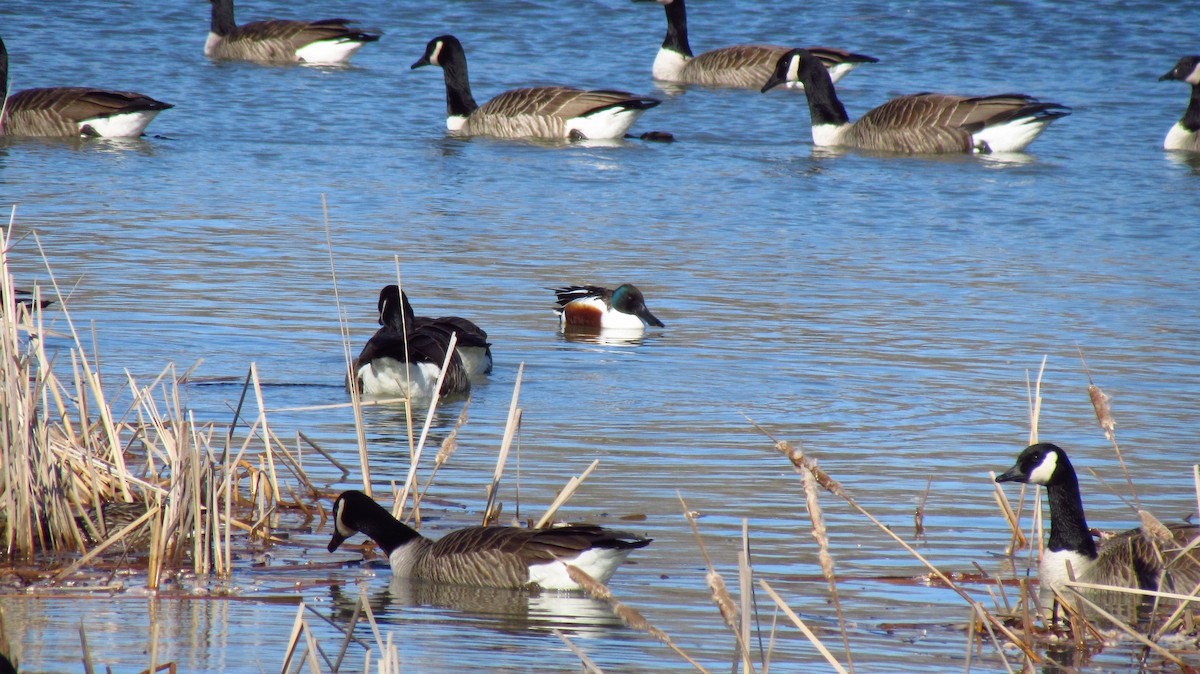 Northern Shoveler - Daniel Demers 🦉