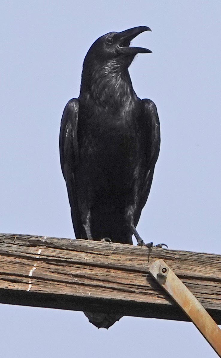 Common Raven - ML148582921