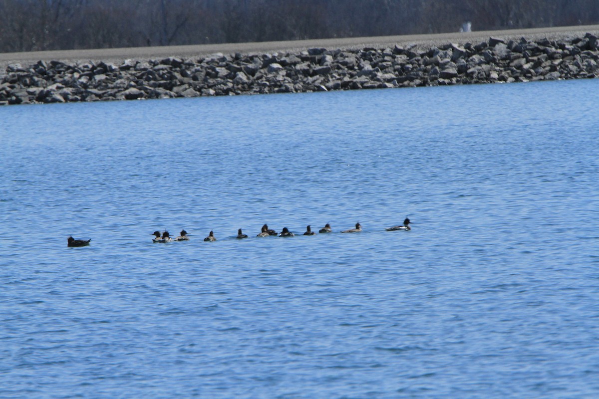 Red-breasted Merganser - ML148582941