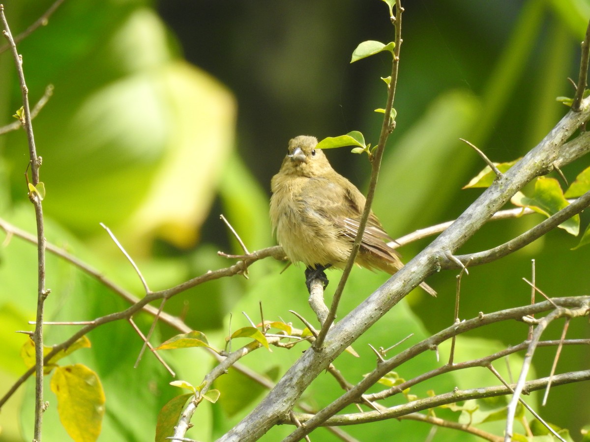 Yellow-bellied Seedeater - ML148583641