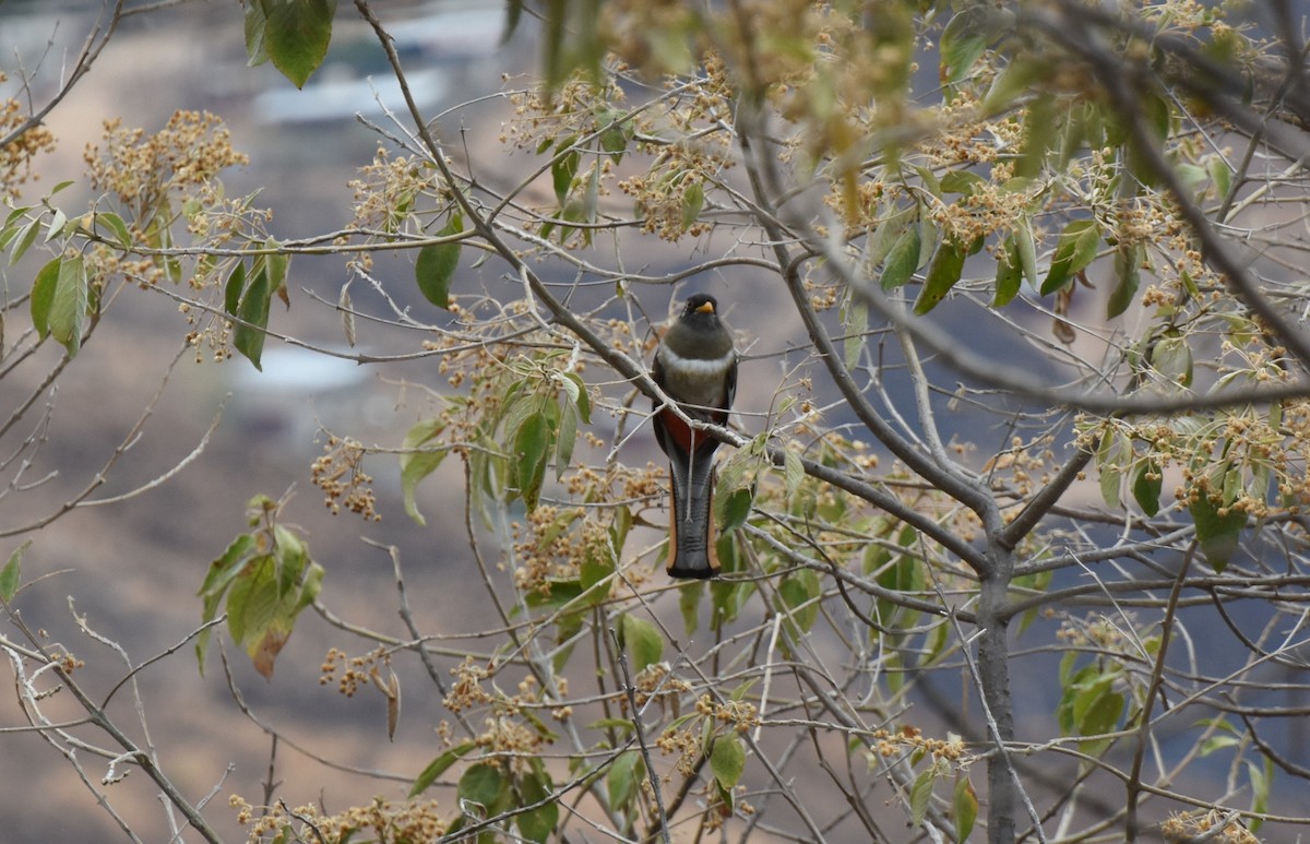 Elegant Trogon - ML148586601