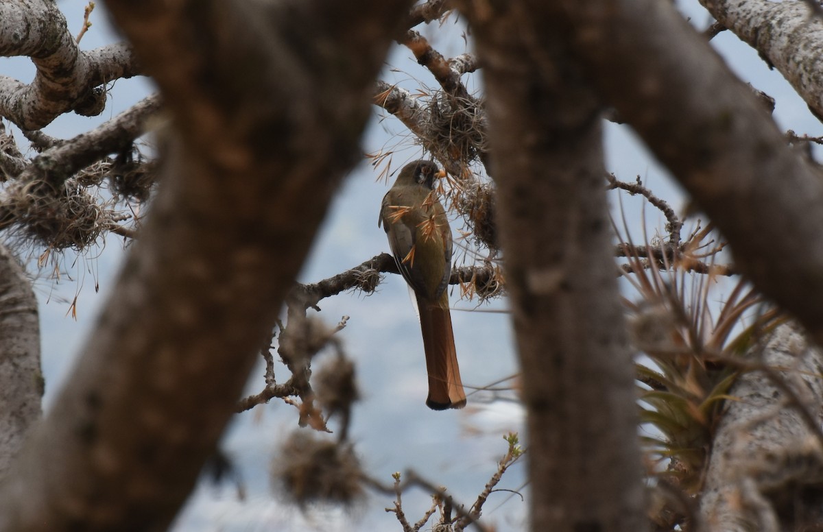 trogon krásný - ML148586631