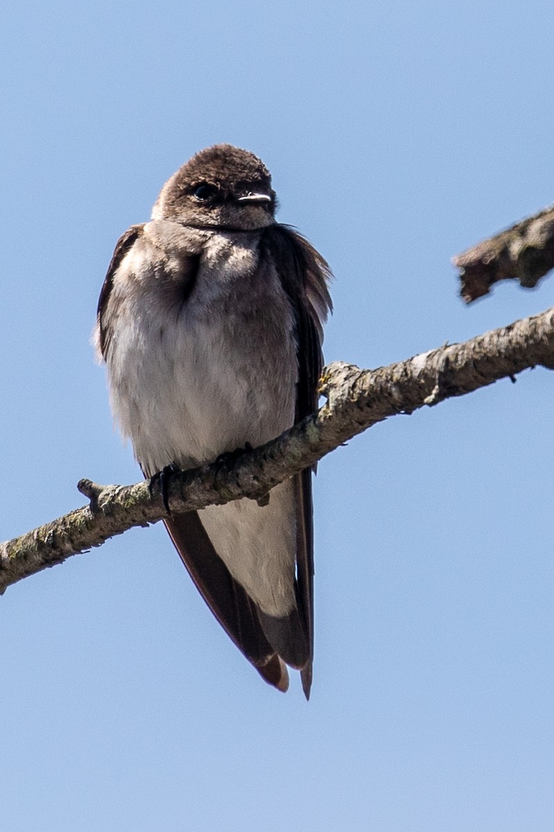 Golondrina Aserrada - ML148587631