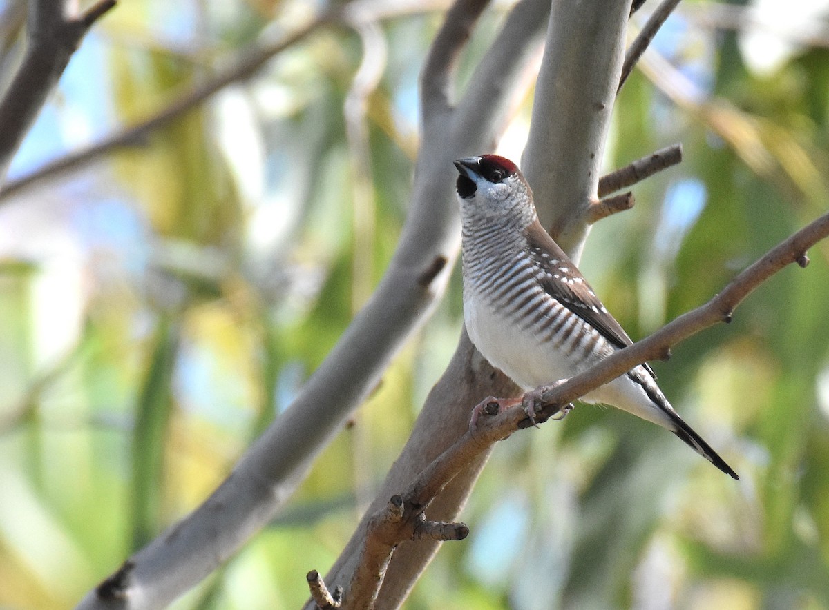 Plum-headed Finch - Jason Vassallo