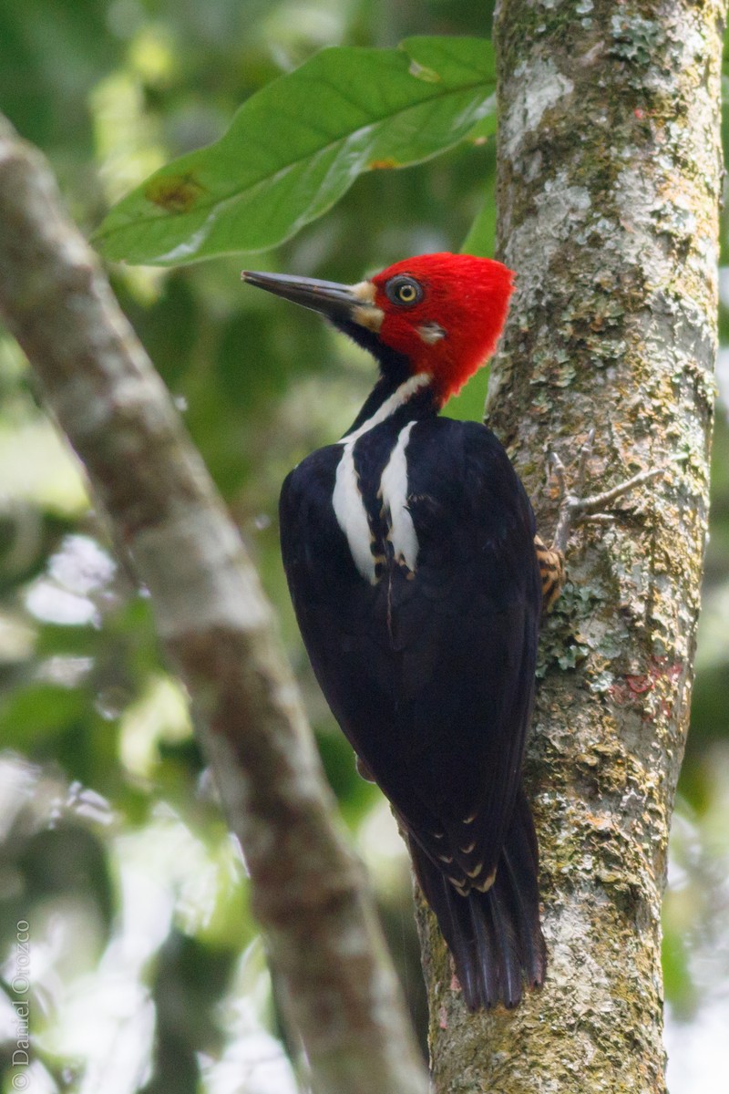 Crimson-crested Woodpecker - Daniel Orozco Montoya