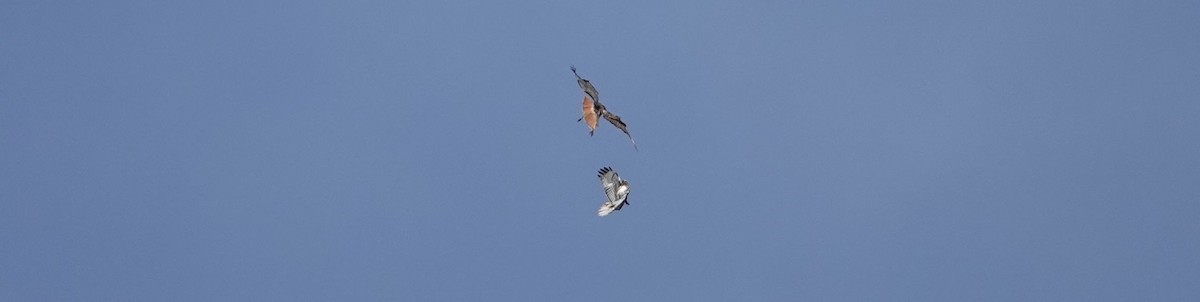 Red-tailed Hawk - Brad Rumble