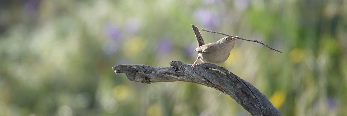 House Wren - Brad Rumble