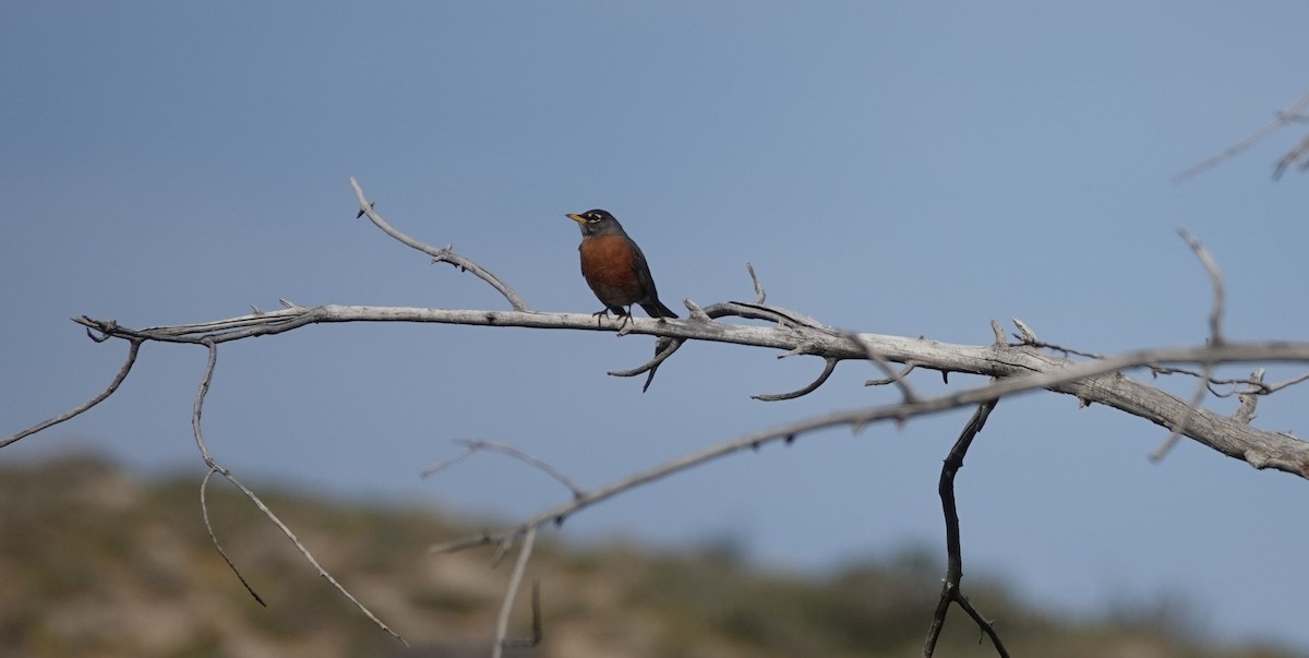 American Robin - Brad Rumble