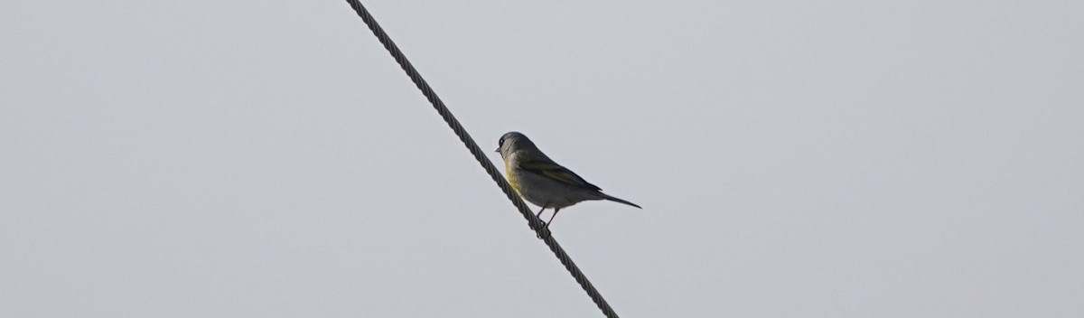 Lawrence's Goldfinch - Brad Rumble