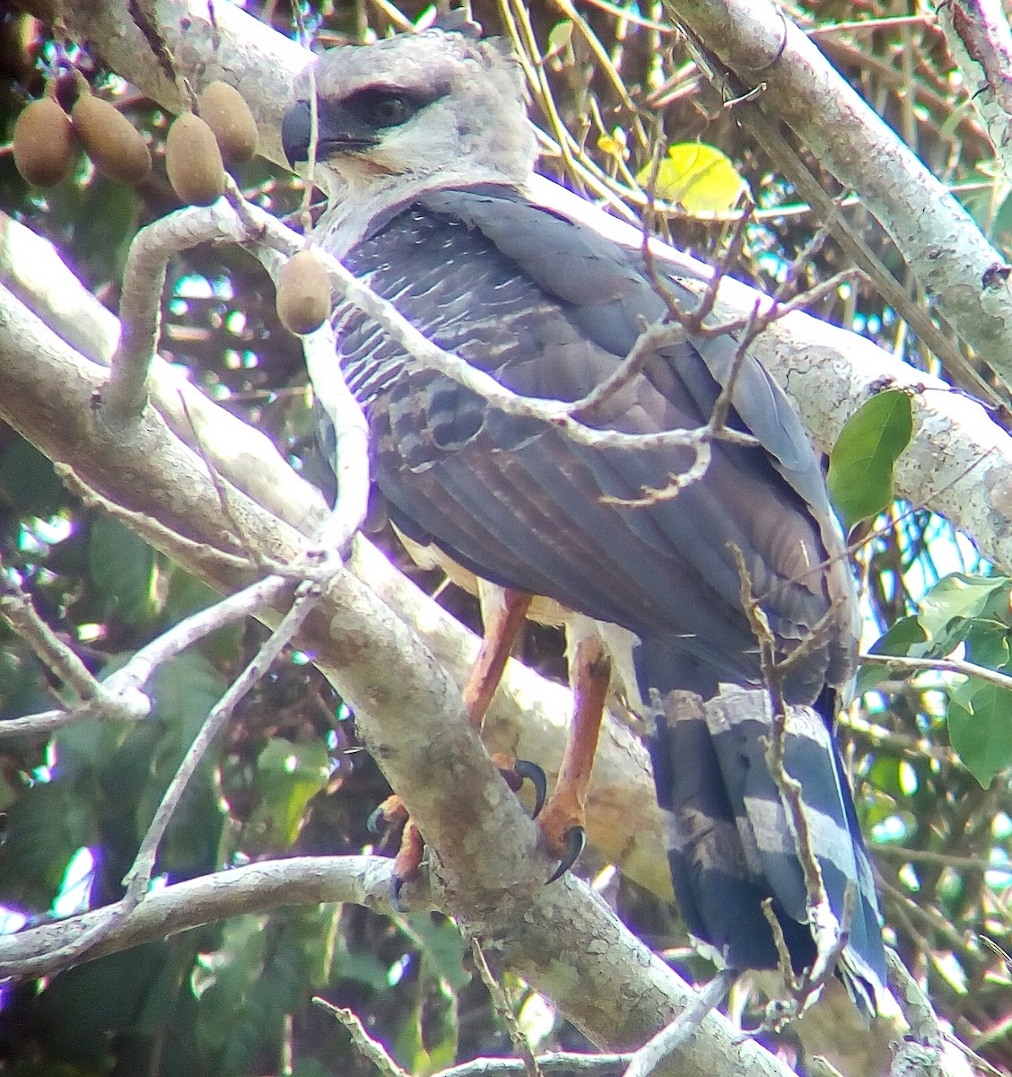 Crested Eagle - ML148593981