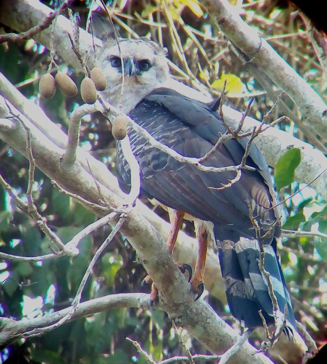 Crested Eagle - ML148593991