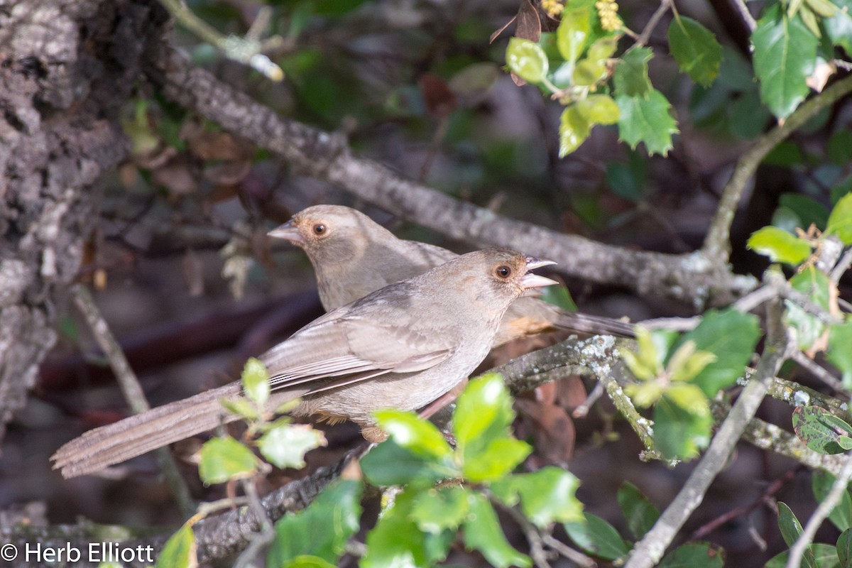 California Towhee - ML148594441