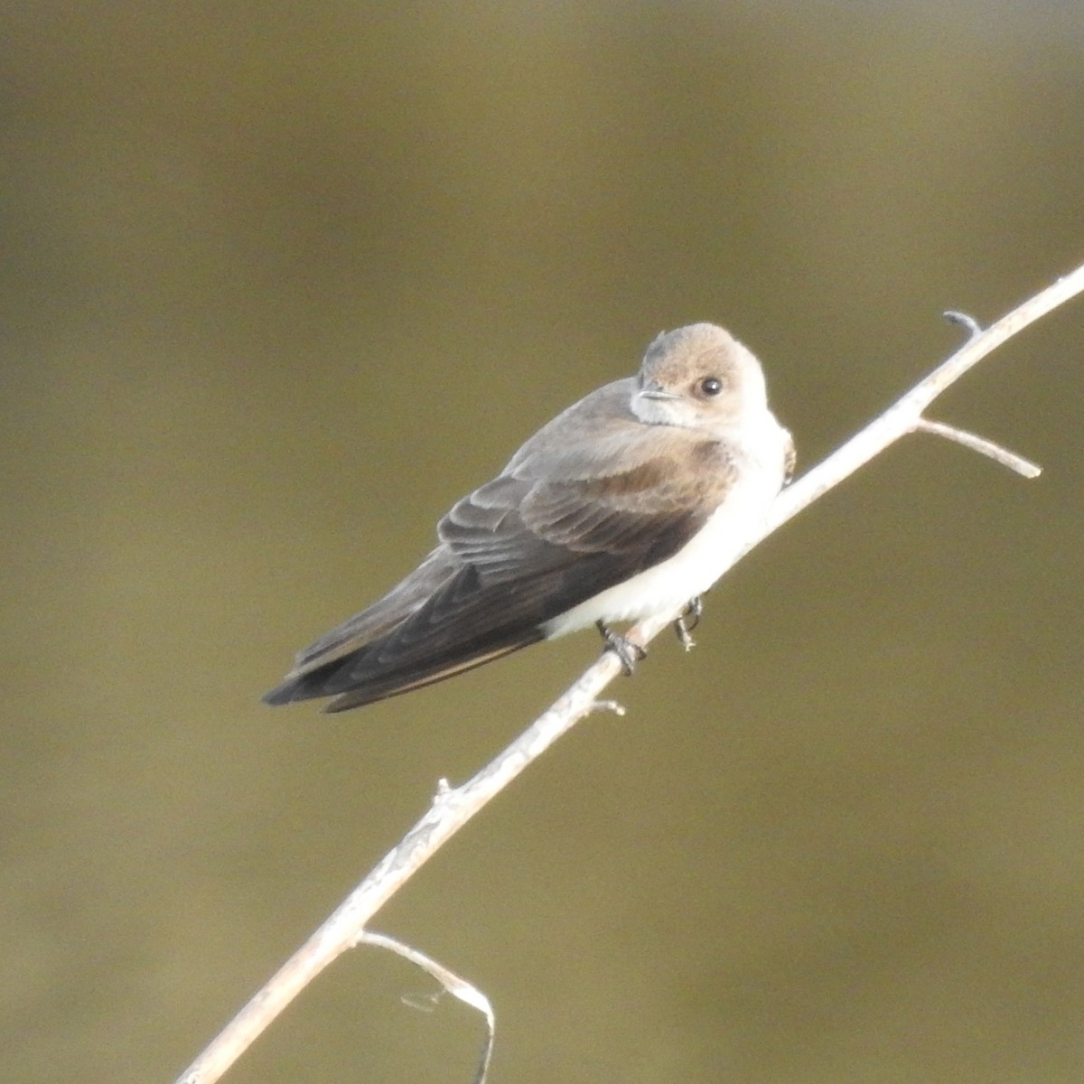 Northern Rough-winged Swallow - ML148594541