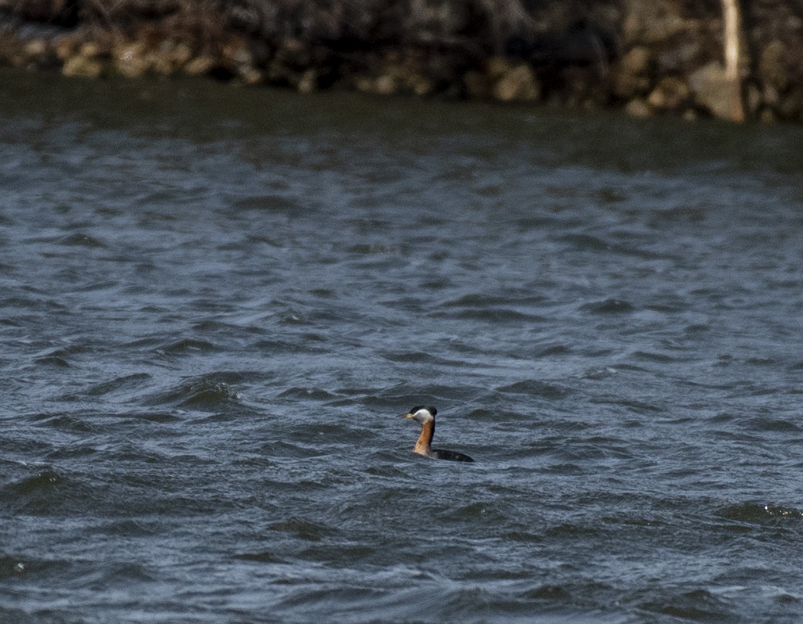 Red-necked Grebe - John Longhenry