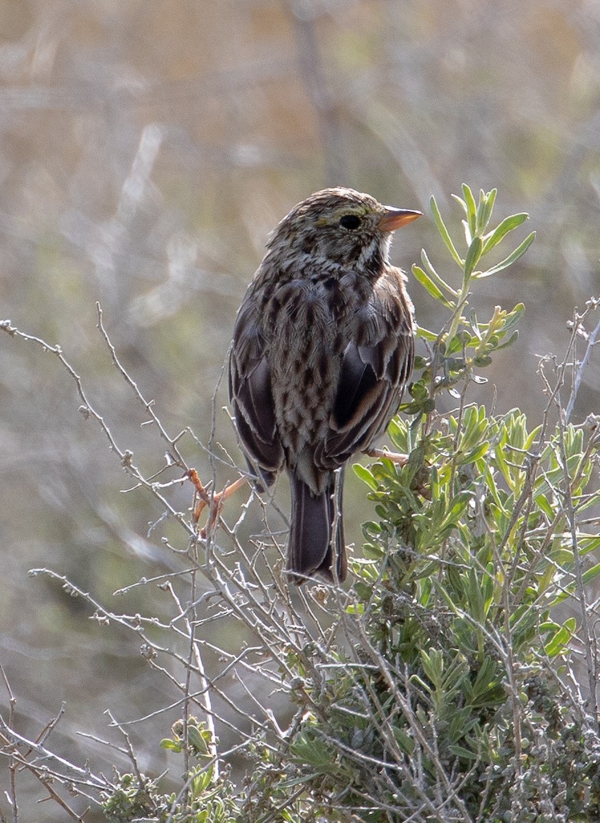 Savannah Sparrow - Cathy Bleier