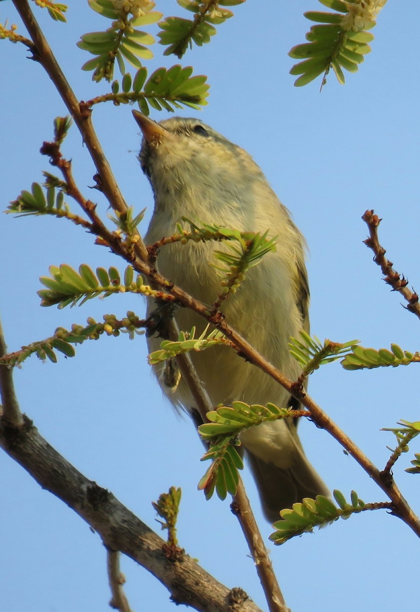 Grünlaubsänger - ML148596111