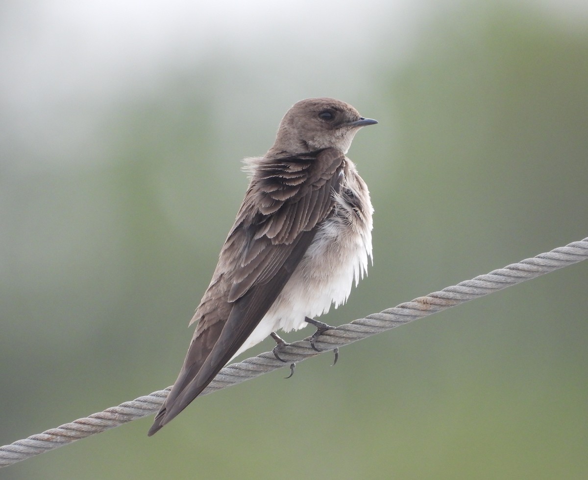 Northern Rough-winged Swallow - ML148596531