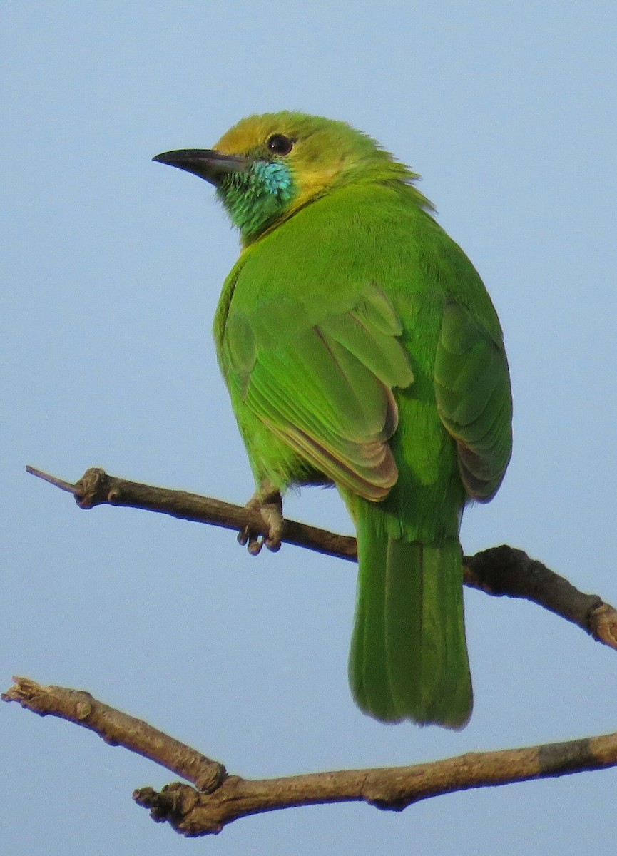 Jerdon's Leafbird - ML148596601