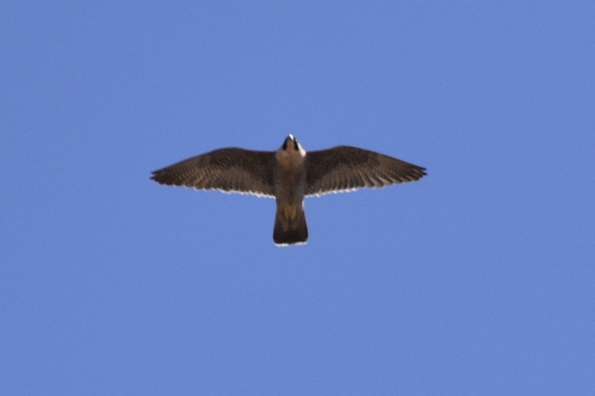 Peregrine Falcon - ML148597671