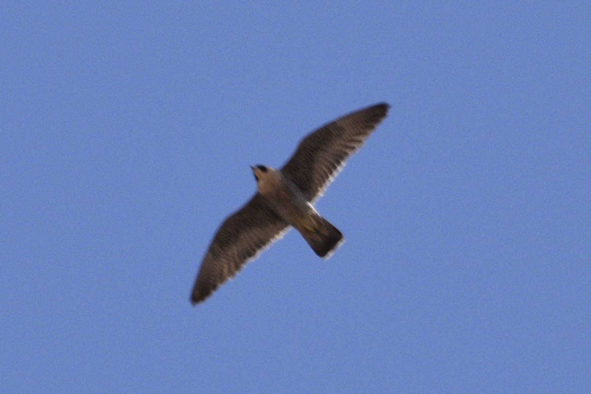 Peregrine Falcon - ML148597681