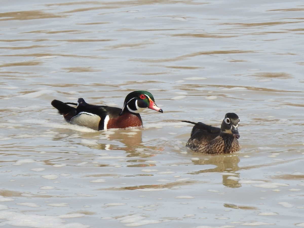Wood Duck - ML148598661