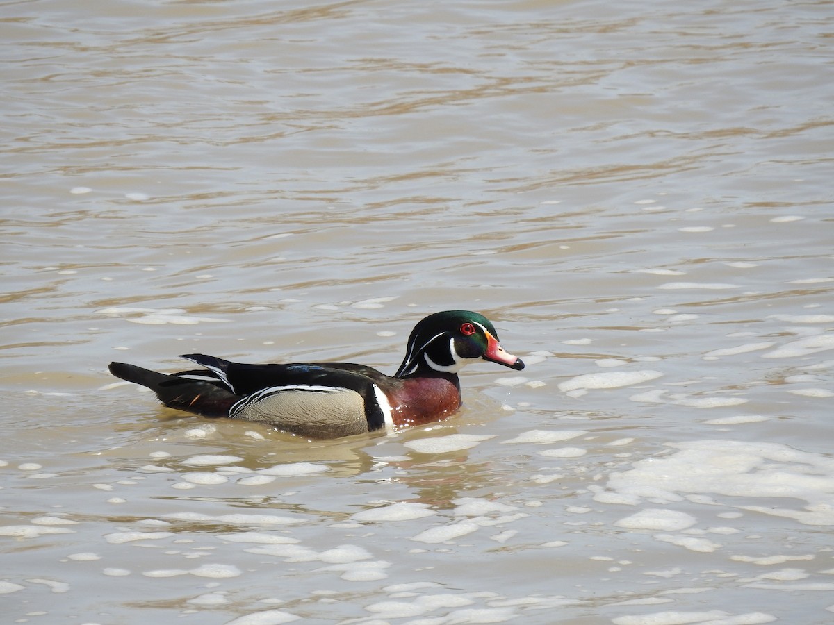 Wood Duck - ML148599061