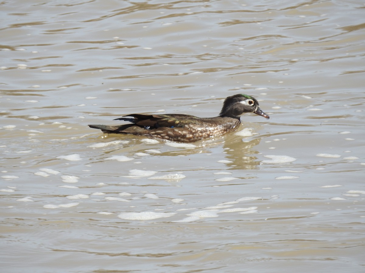 Wood Duck - ML148599071